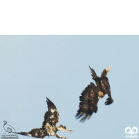 گونه عقاب طلایی Golden Eagle